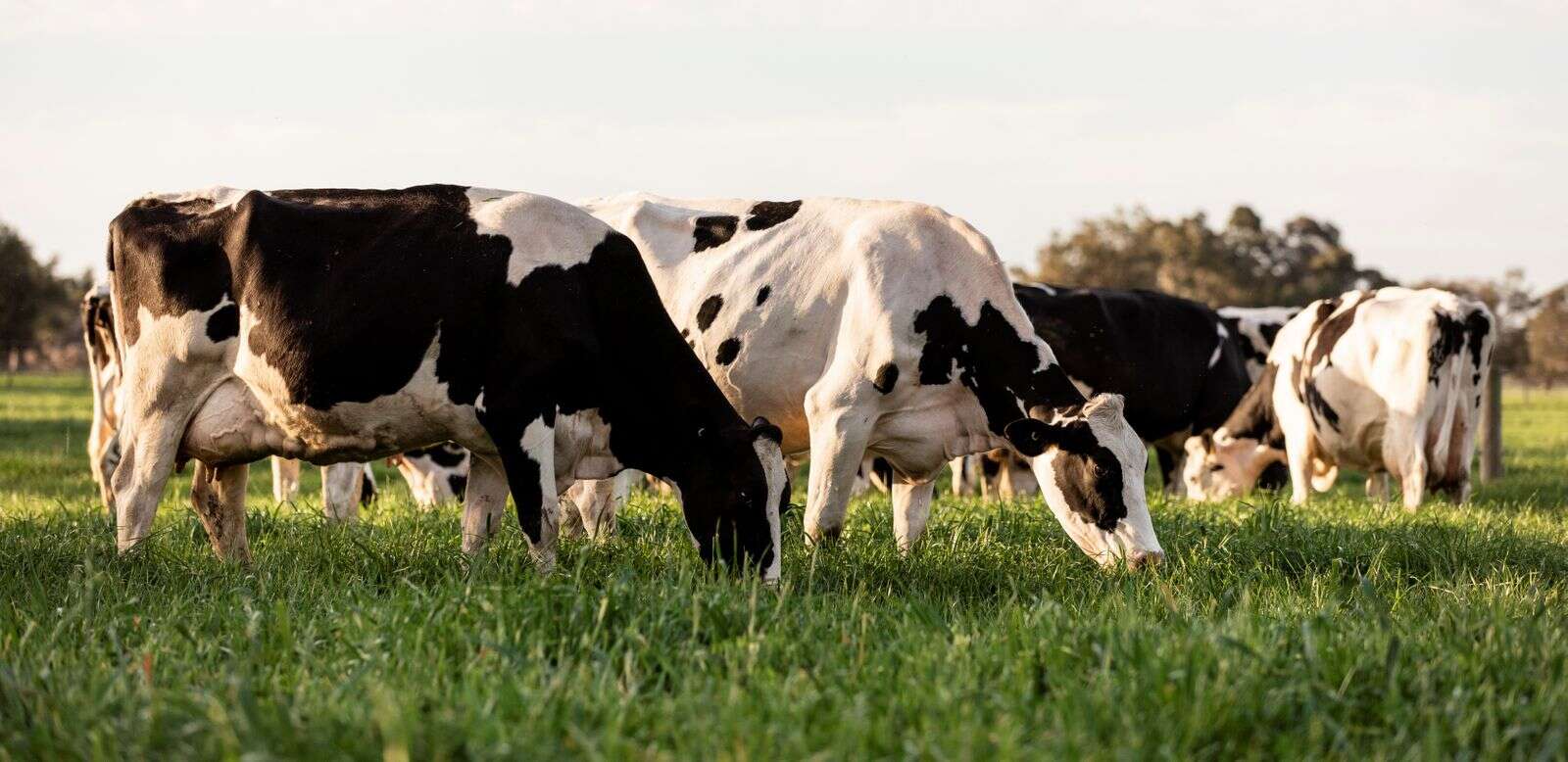 Help to prevent facial eczema Dairy News Australia