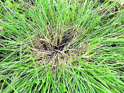 Disease focus: Rye Grass Staggers | Dairy News Australia