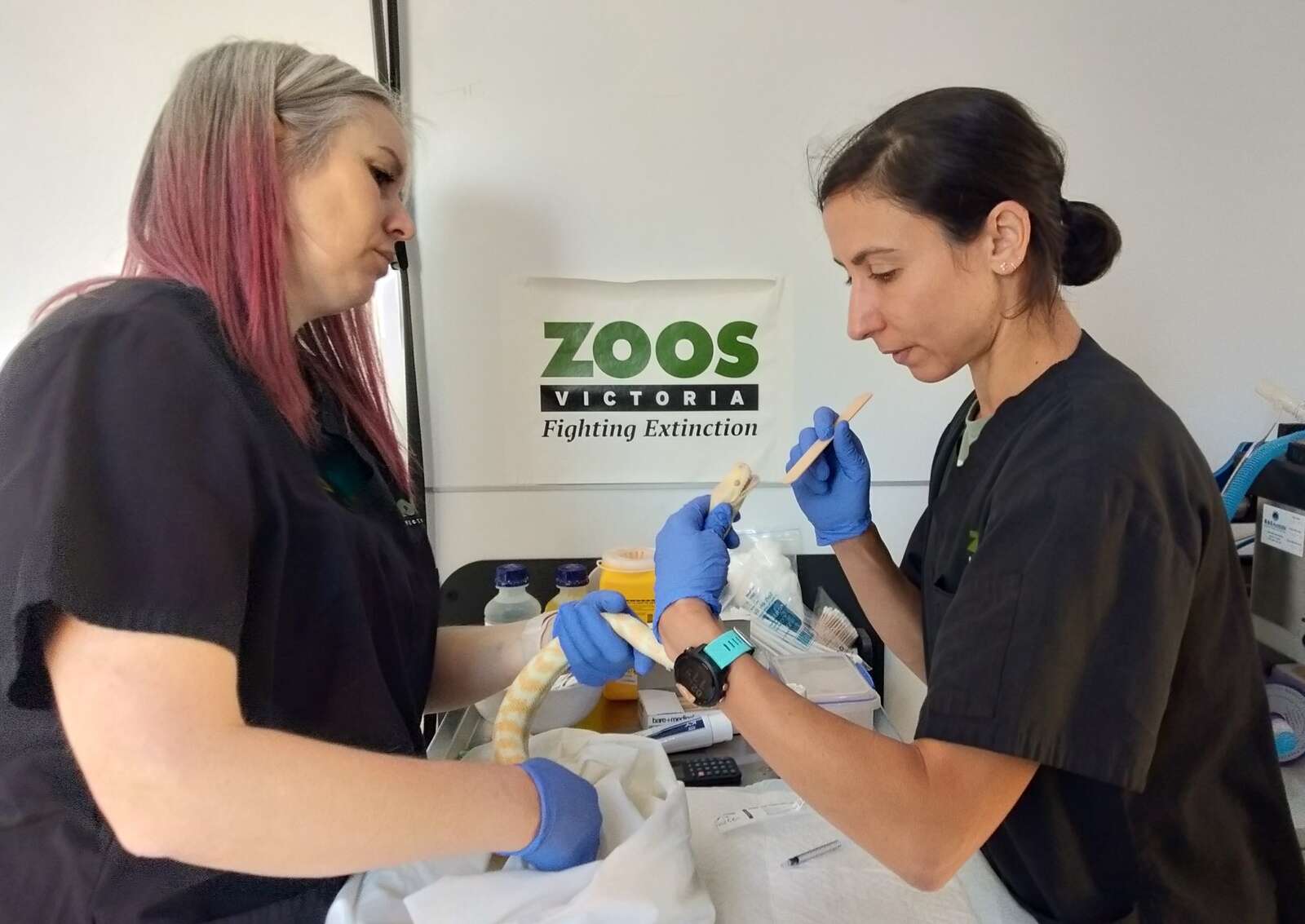 Mobile vets make house call to Kyabram Fauna Park Country News