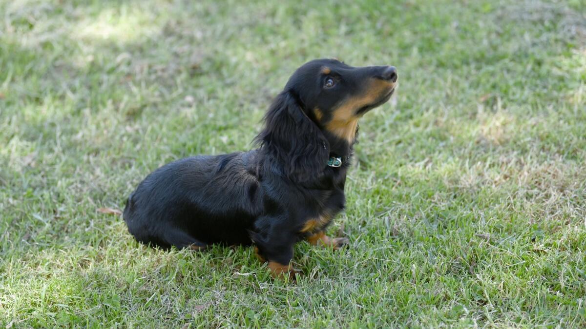 Miniature long haired dachshund Toby is a people lover | Shepparton News