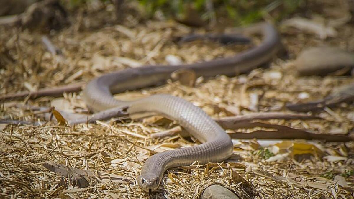 Keep your eyes peeled for snakes | Seymour Telegraph