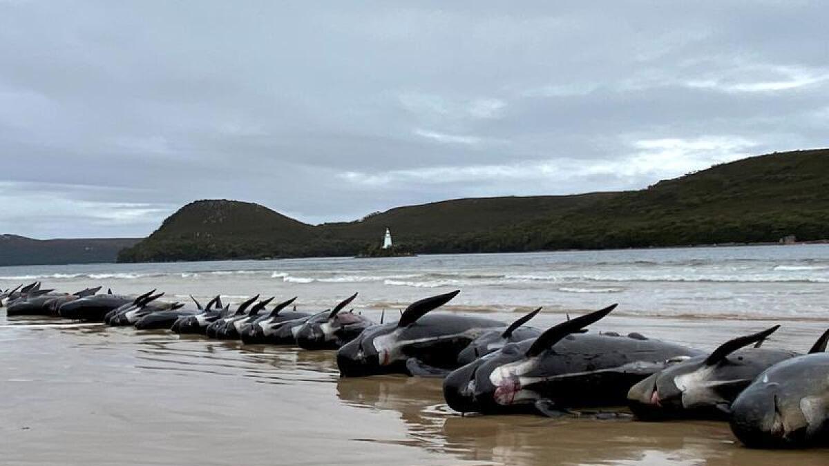 Dead pilot whales at Ocean Beach in Tasmania
