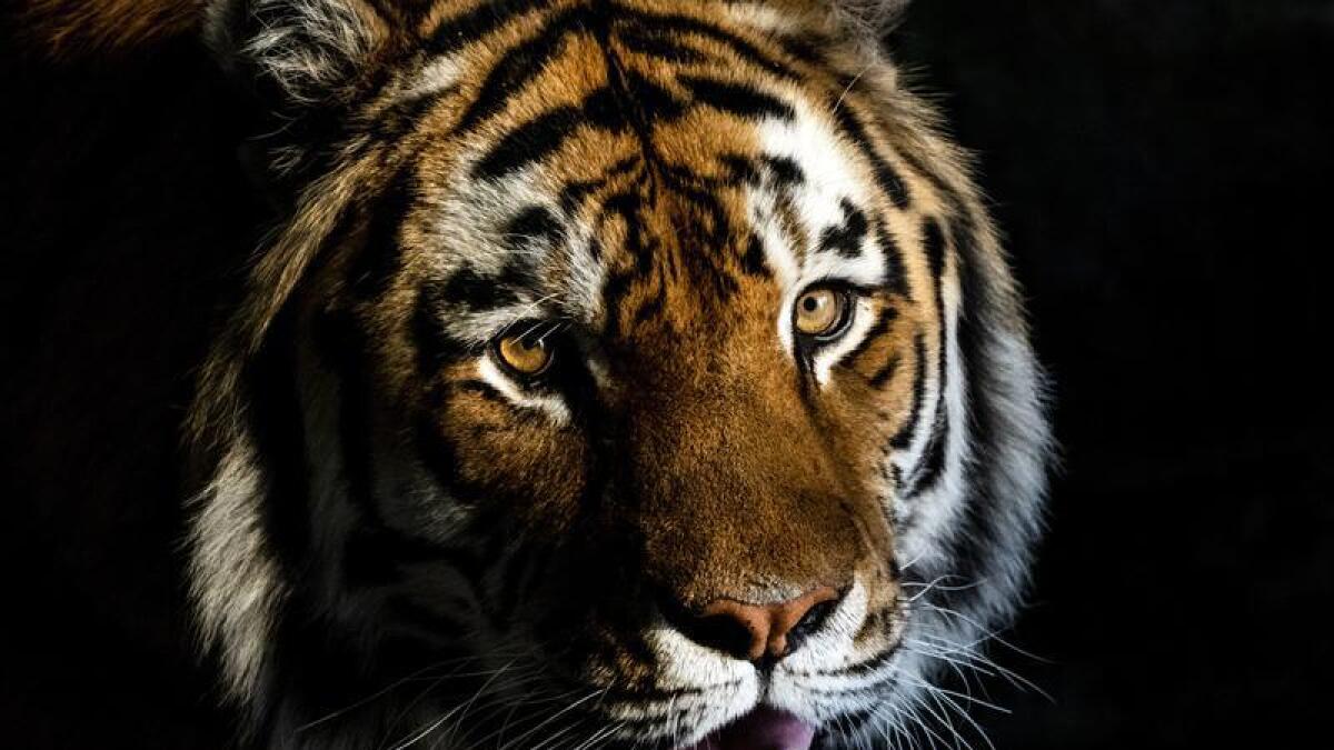 A man has been mauled by a tiger in Florida.