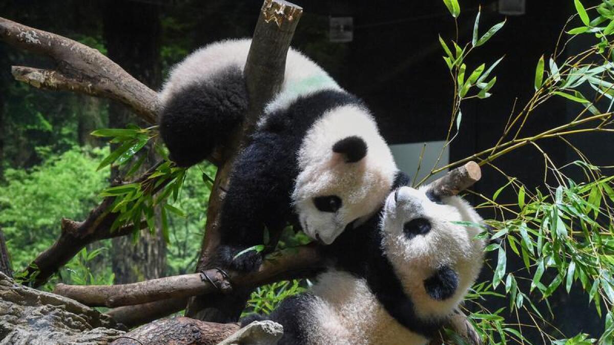 Twin panda cubs have made their first public appearance in Tokyo.