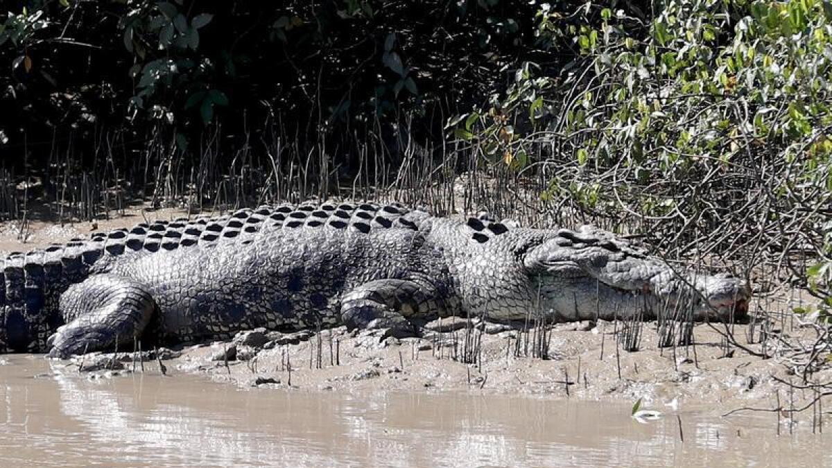 Crocodile attack