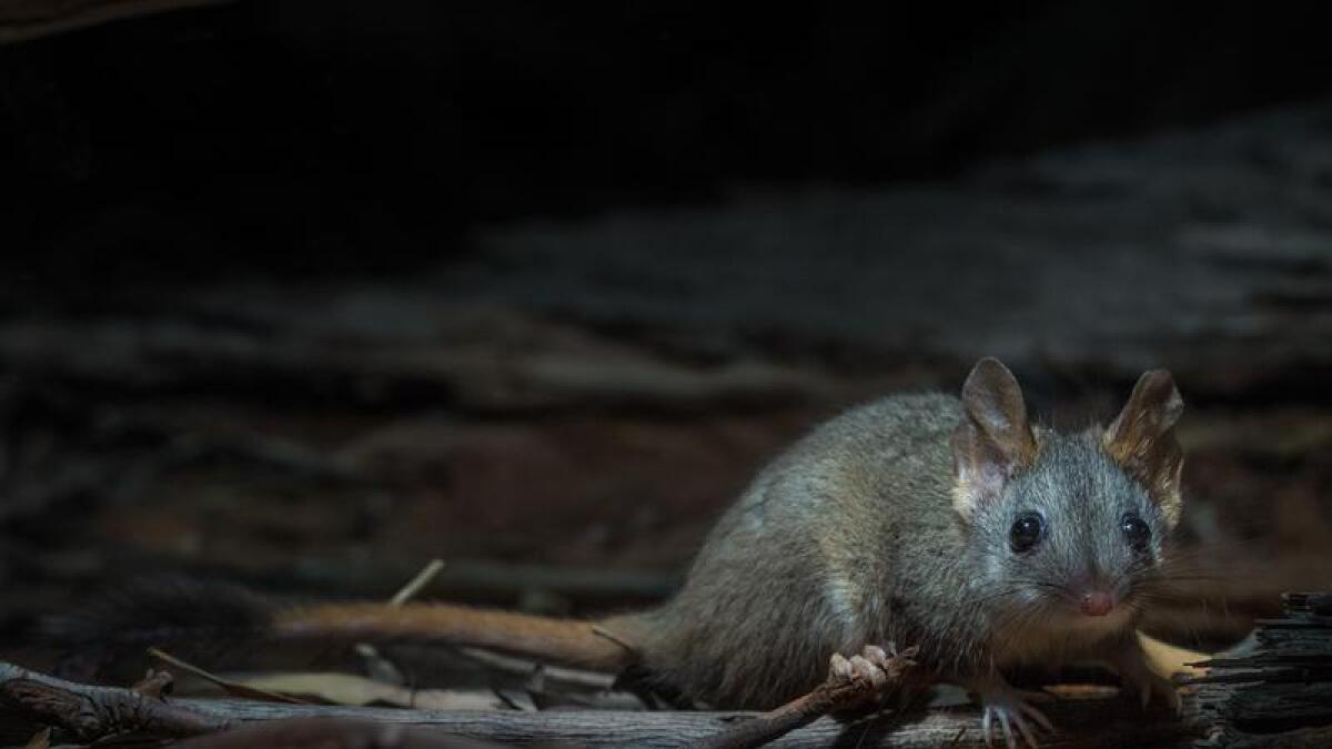 A red-tailed phascogale.