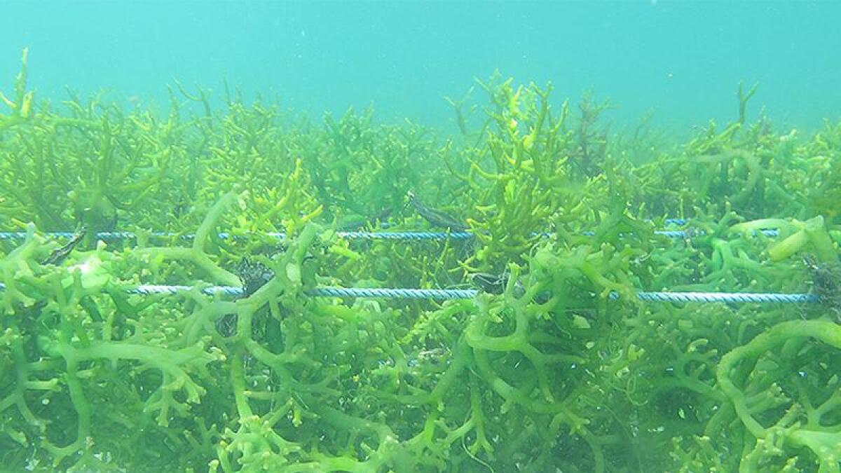 A generic picture of a seaweed farm.