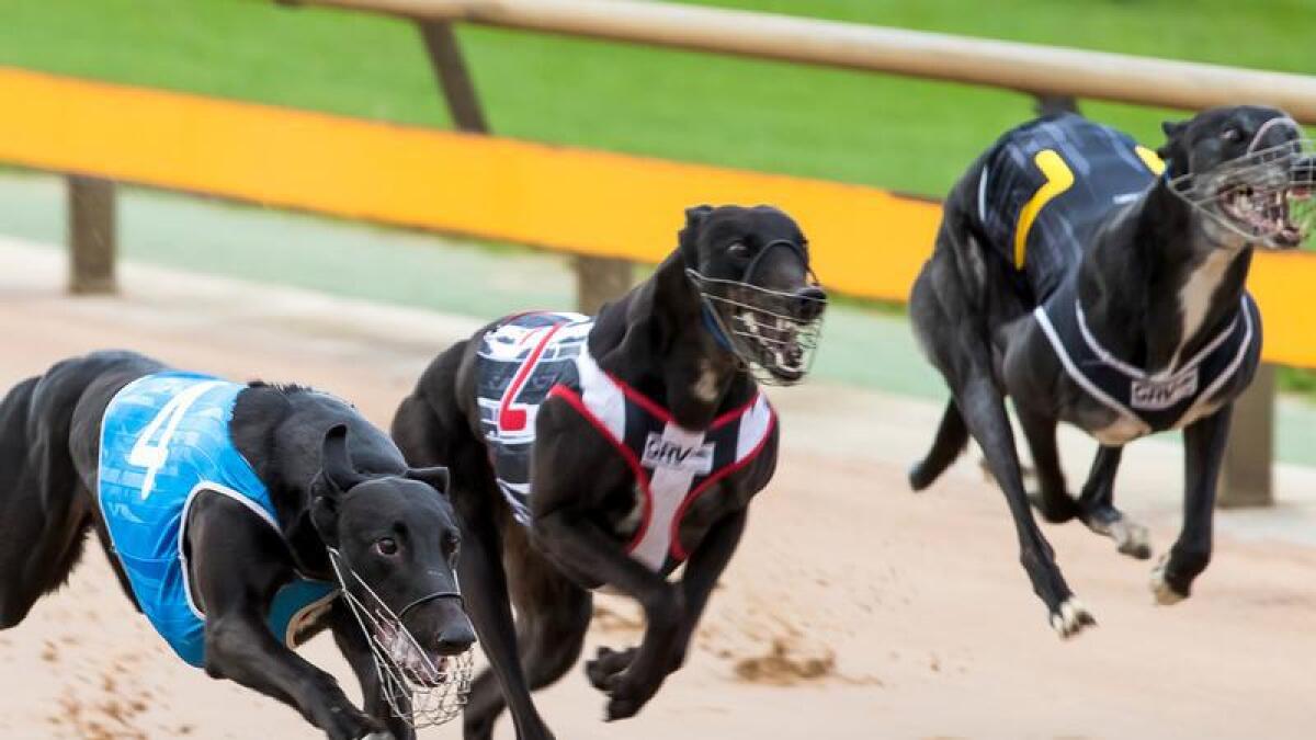 Greyhound Racing in Healesville, Melbourne, 2020