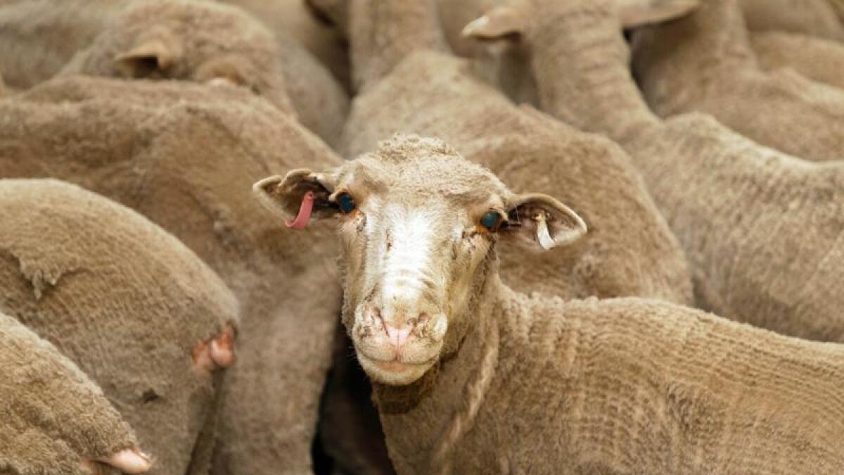 A file photo of sheep during export