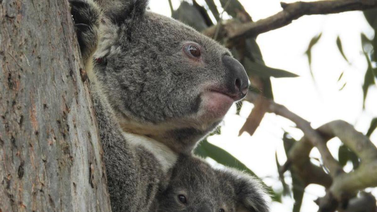 A koala and joey in a tree