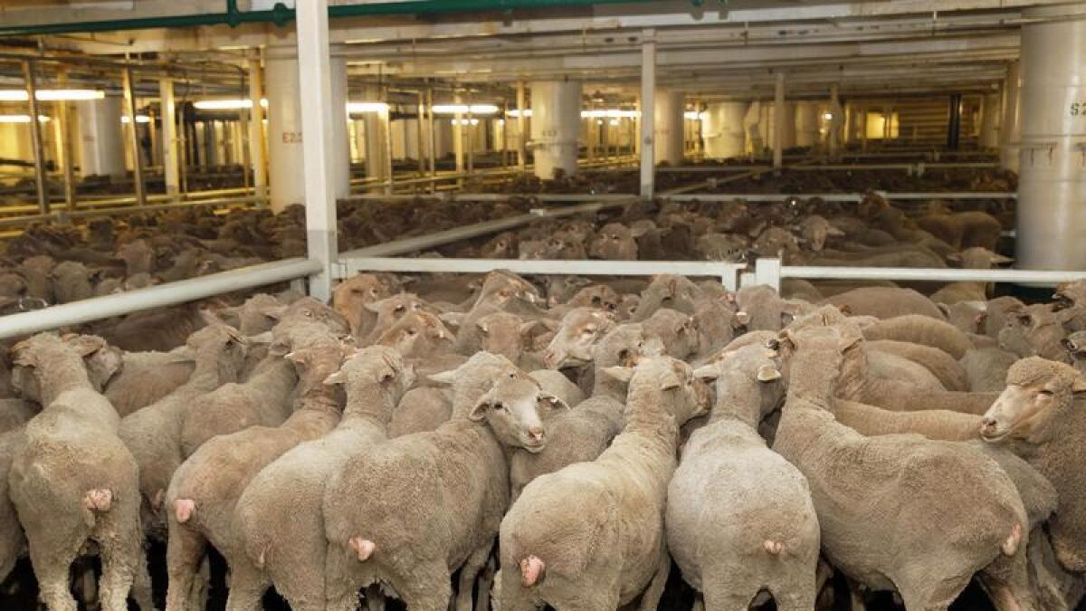 Sheep for live export