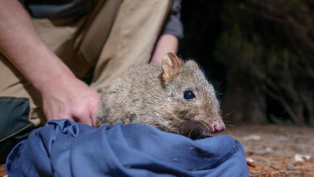 A brush-tailed bettong being released in Mallee Cliffs National Park.