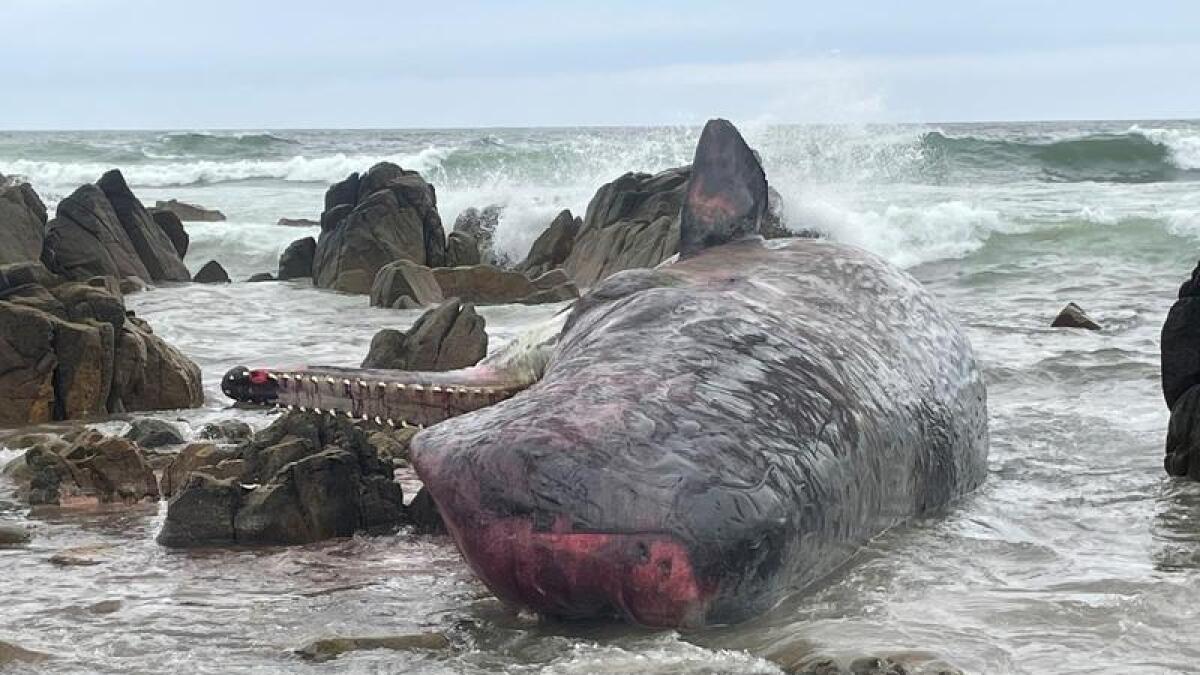 A whale stranded on King Island