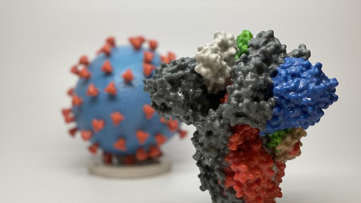 Image of SARS-CoV-2 virus