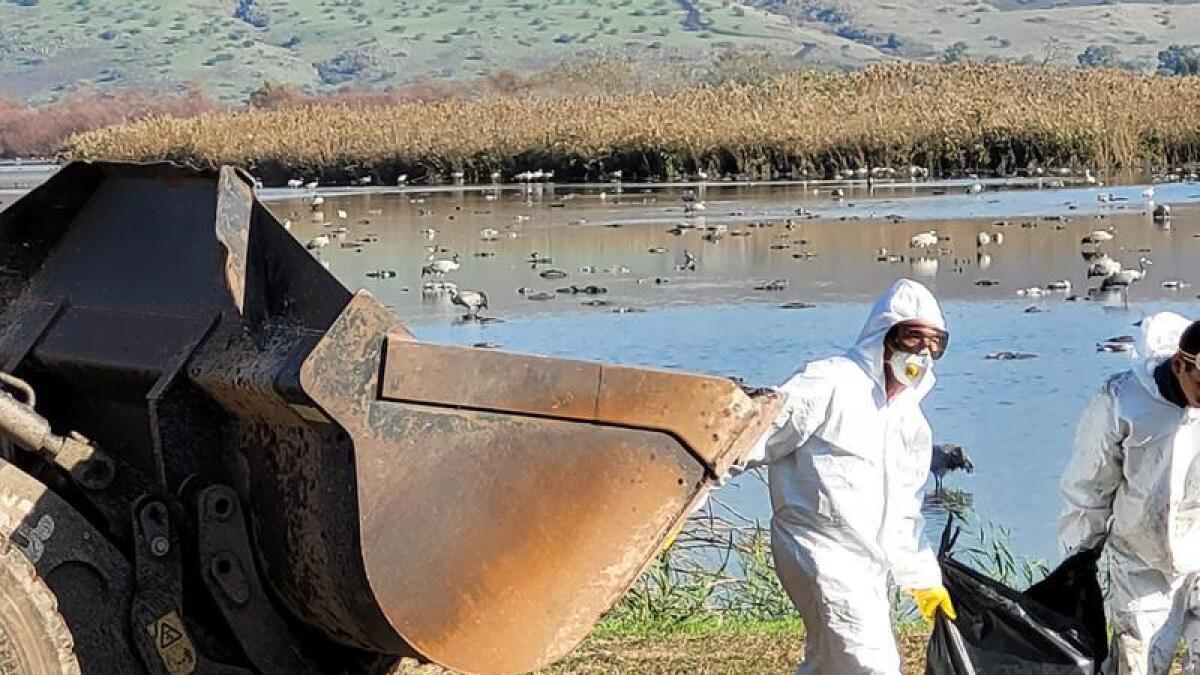 Rangers in Israel retrieving dead cranes after bird flu outbreak
