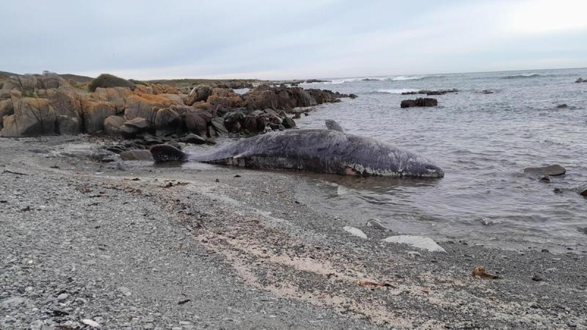 One of more than a dozen dead spem whales at King Island