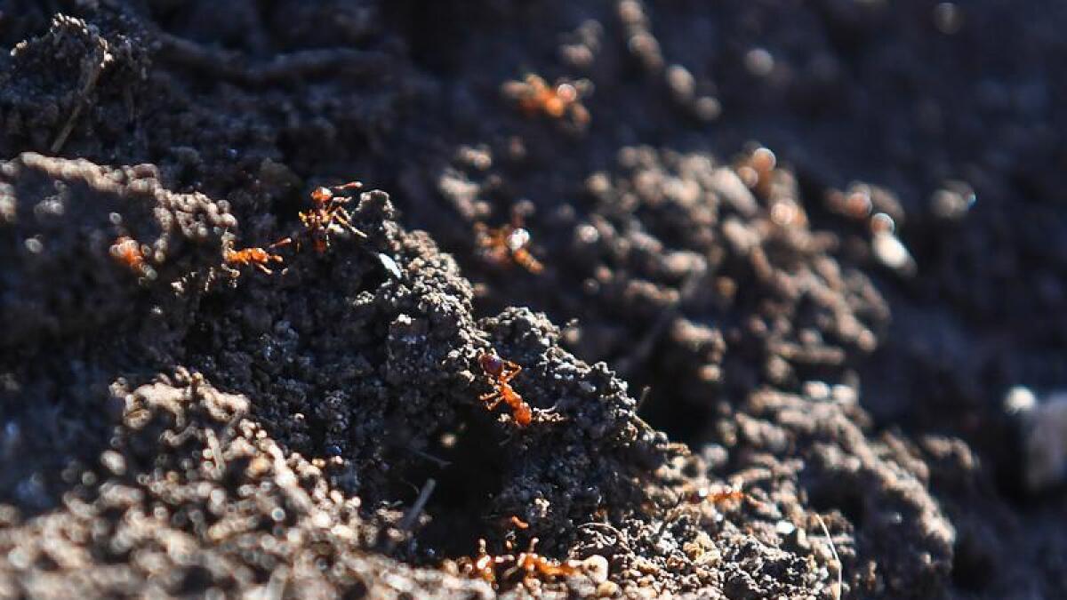 Fire ants in a nest on the Gold Coast.