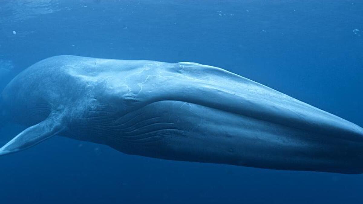 Underwater shot of blue whale (file)