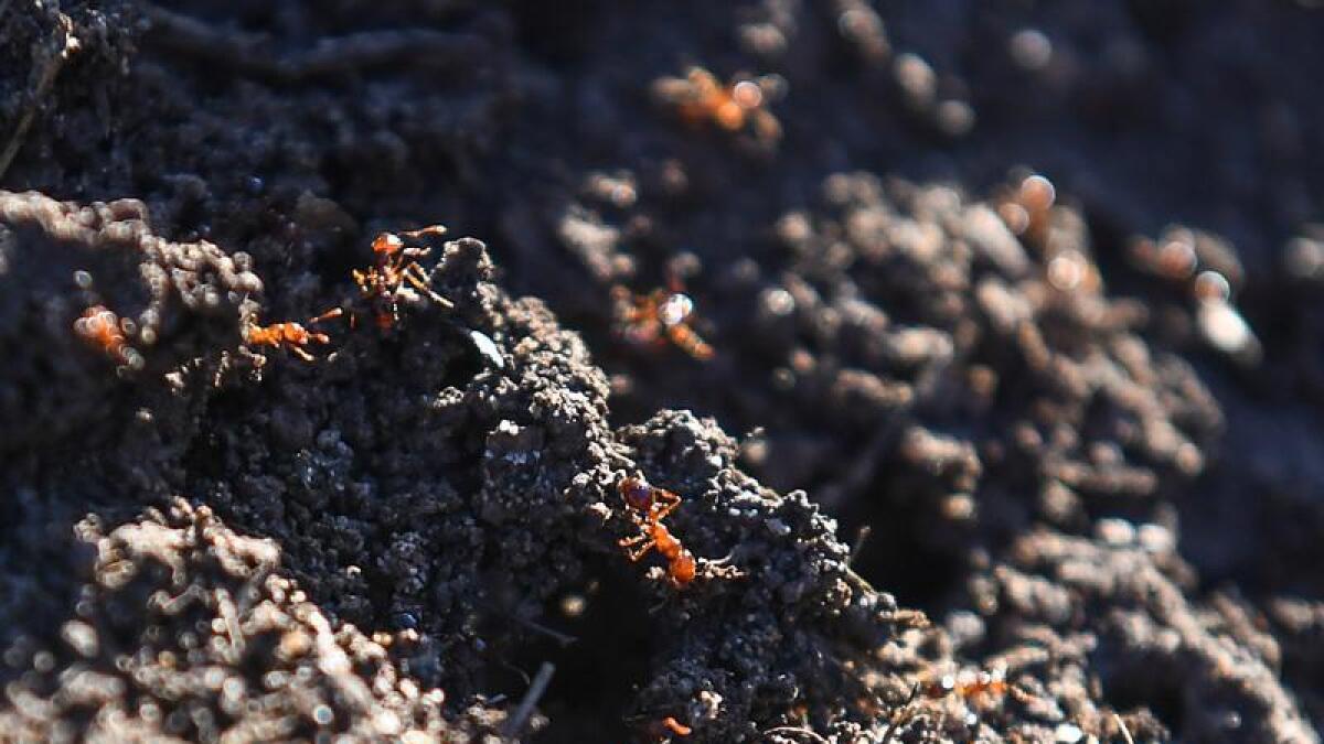 Fire ants in a nest on a cane farm in Norwell, on the Gold Coast