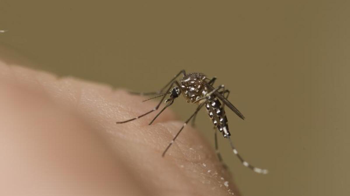 A mosquito (file image)