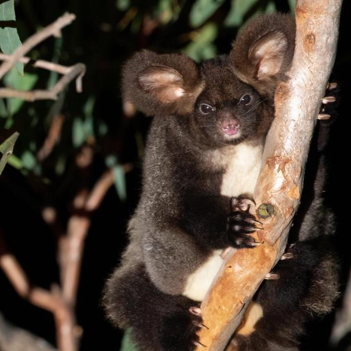 A greater glider