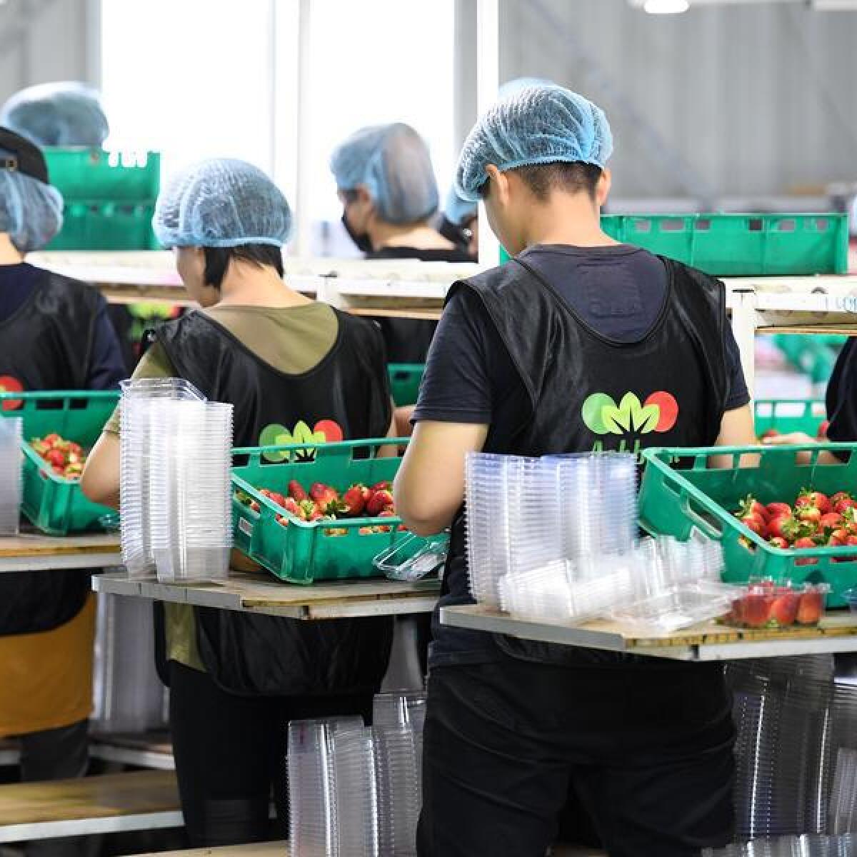 Workers pack punnets of strawberries at a strawberry farm in Qld