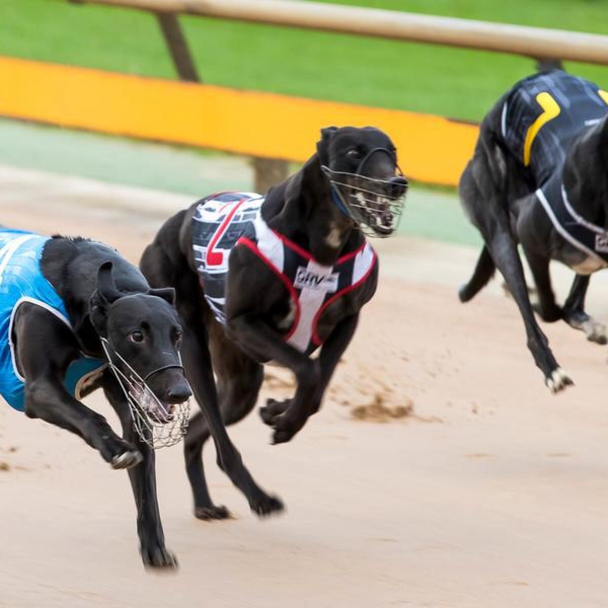Greyhound Racing in Healesville, Melbourne, 2020