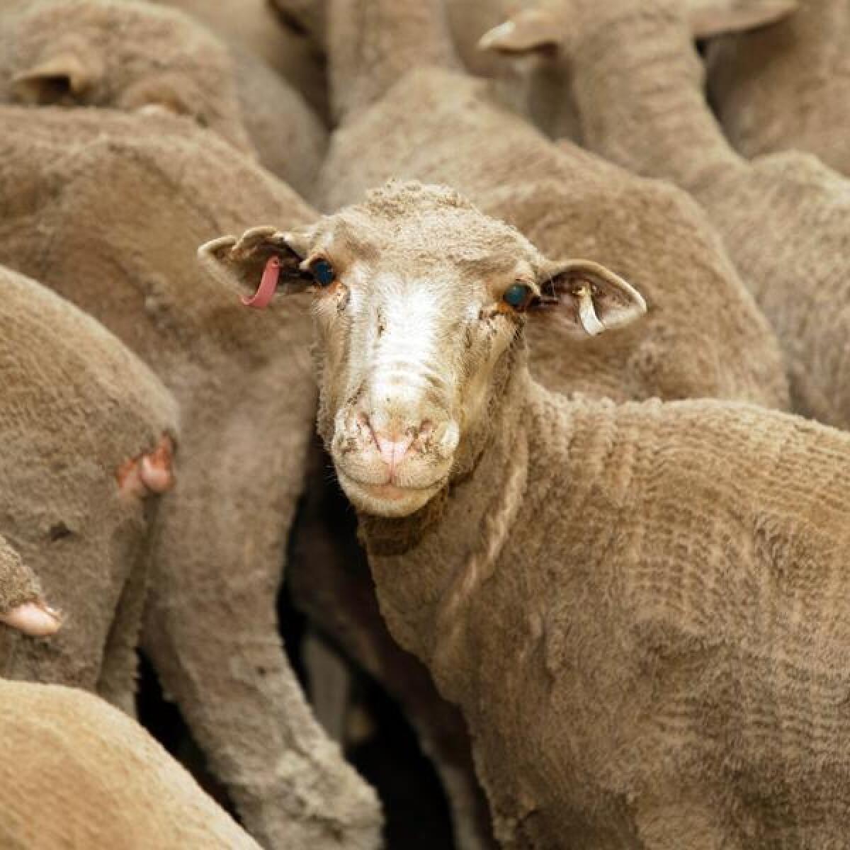 A file photo of sheep during export