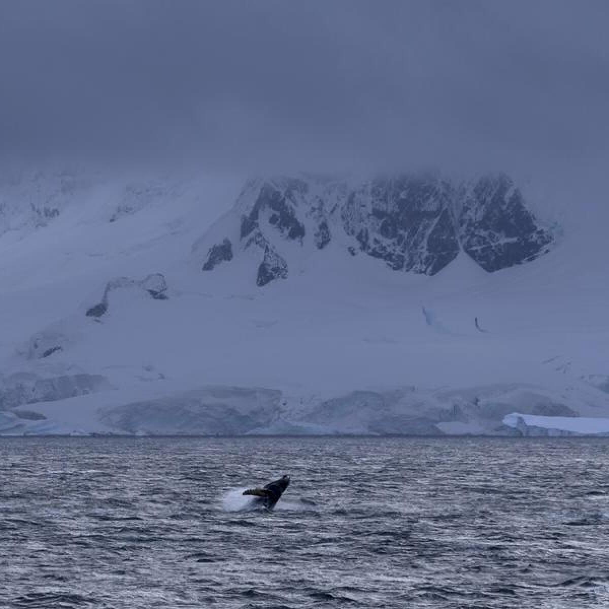 A whale breaches the surface of the Southern Ocean