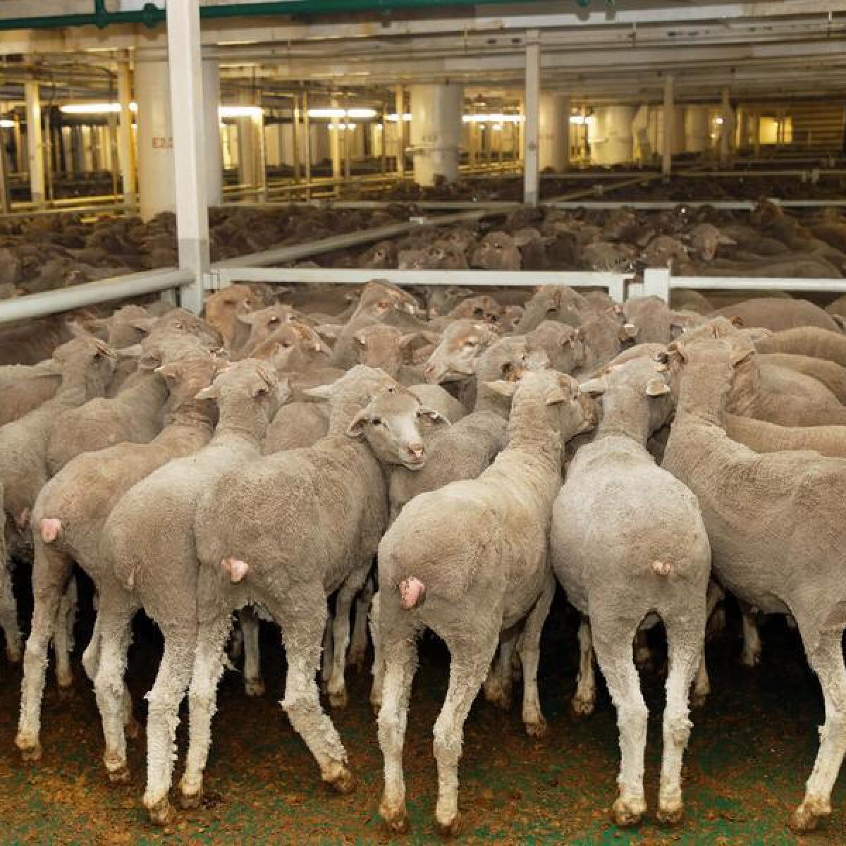Sheep for live export