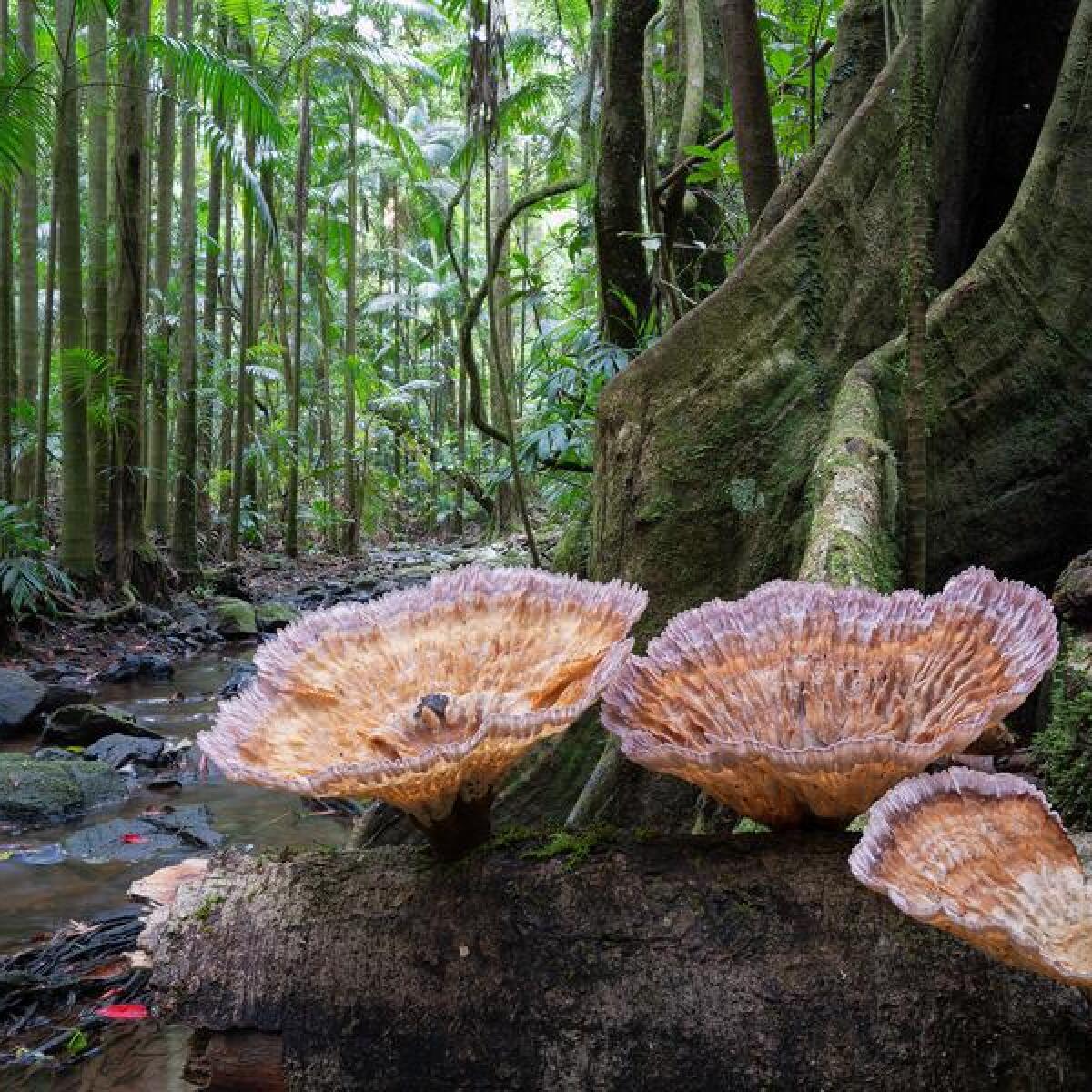 Fungi in NSW rainforest.