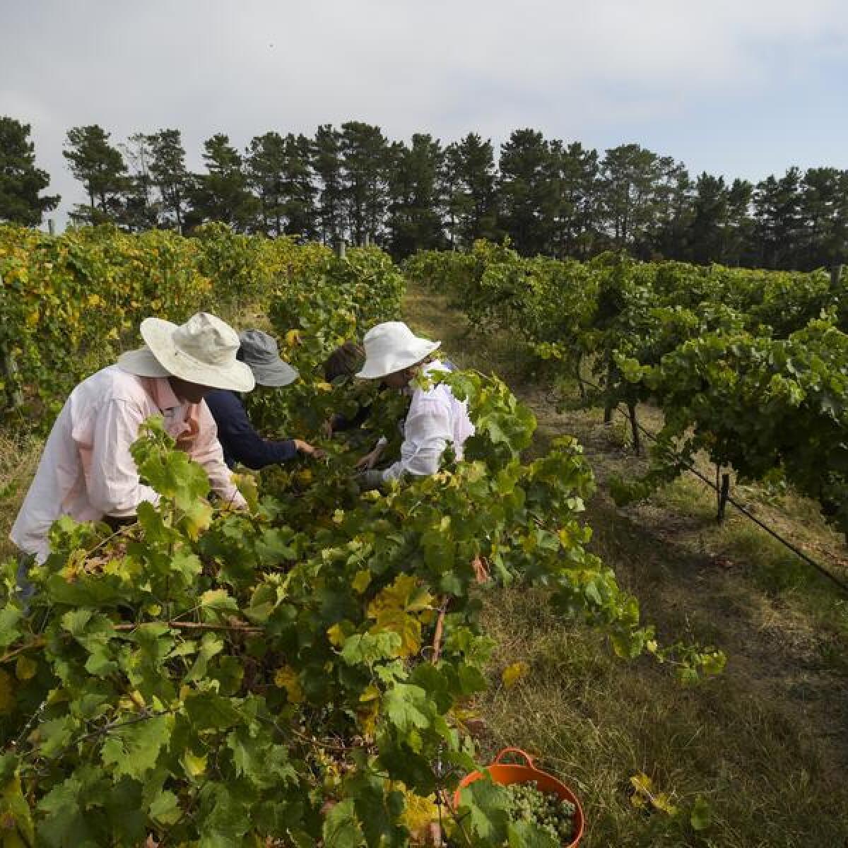 Seasonal workers pick Riesling grapes at a vineyard outside Canberra