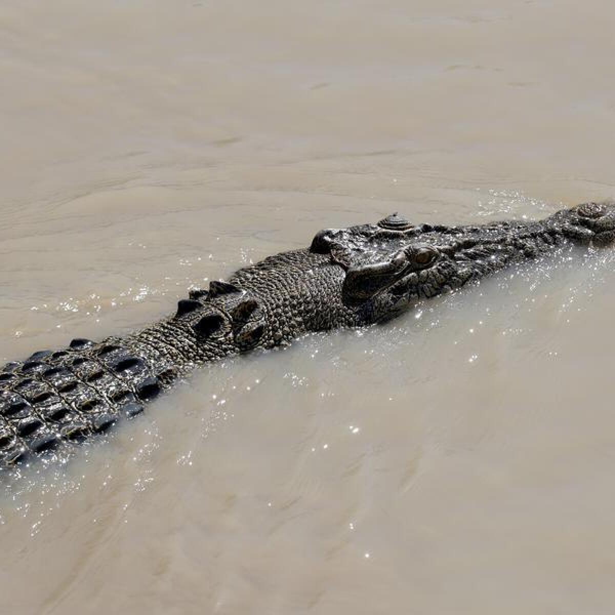A croc has been caught in north Queensland after lunging at a man.