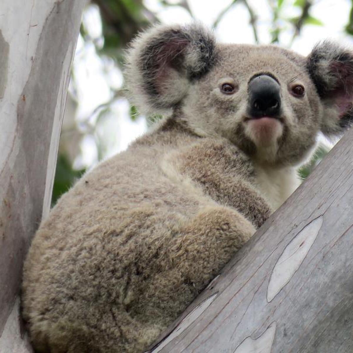 A koala.