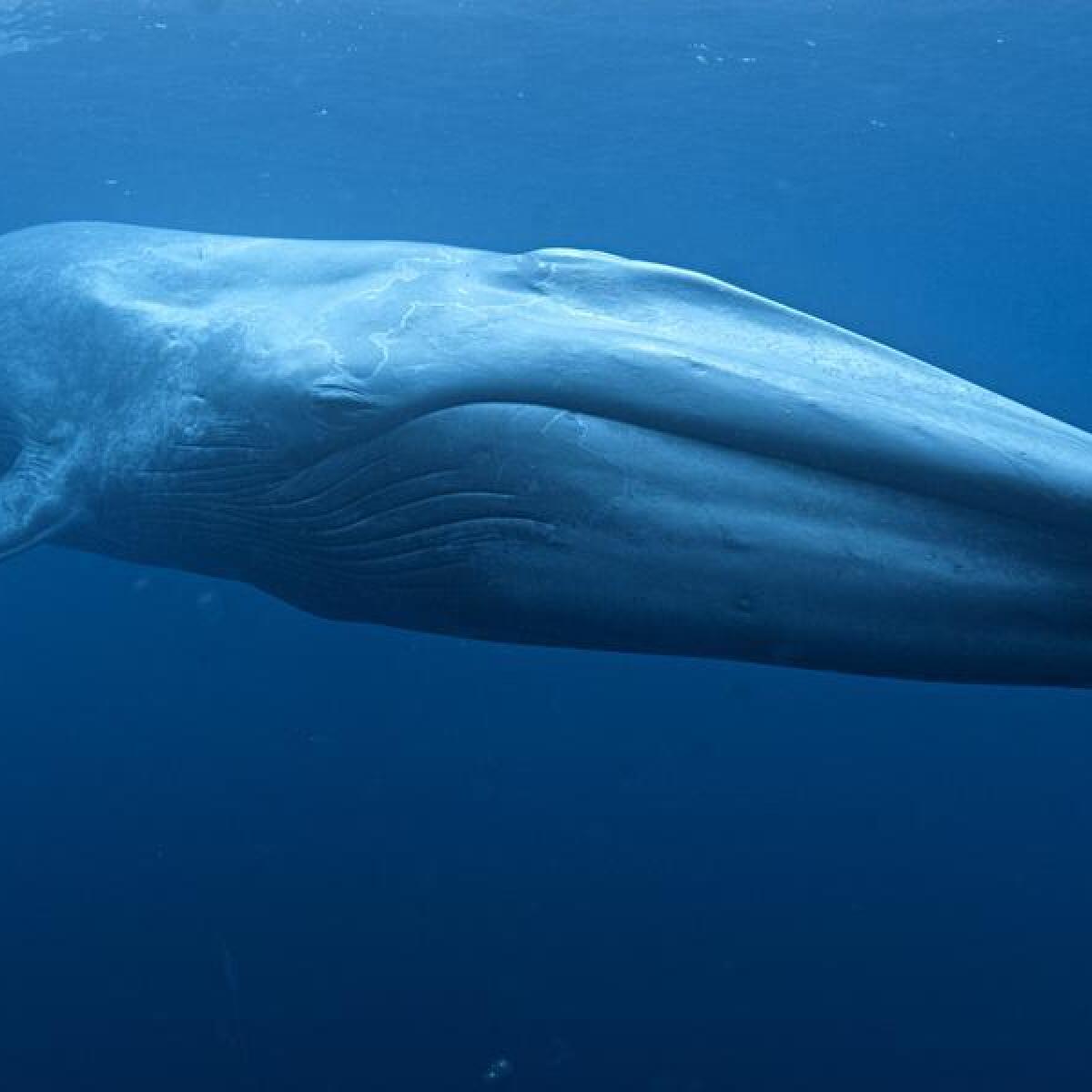 Underwater shot of blue whale (file)