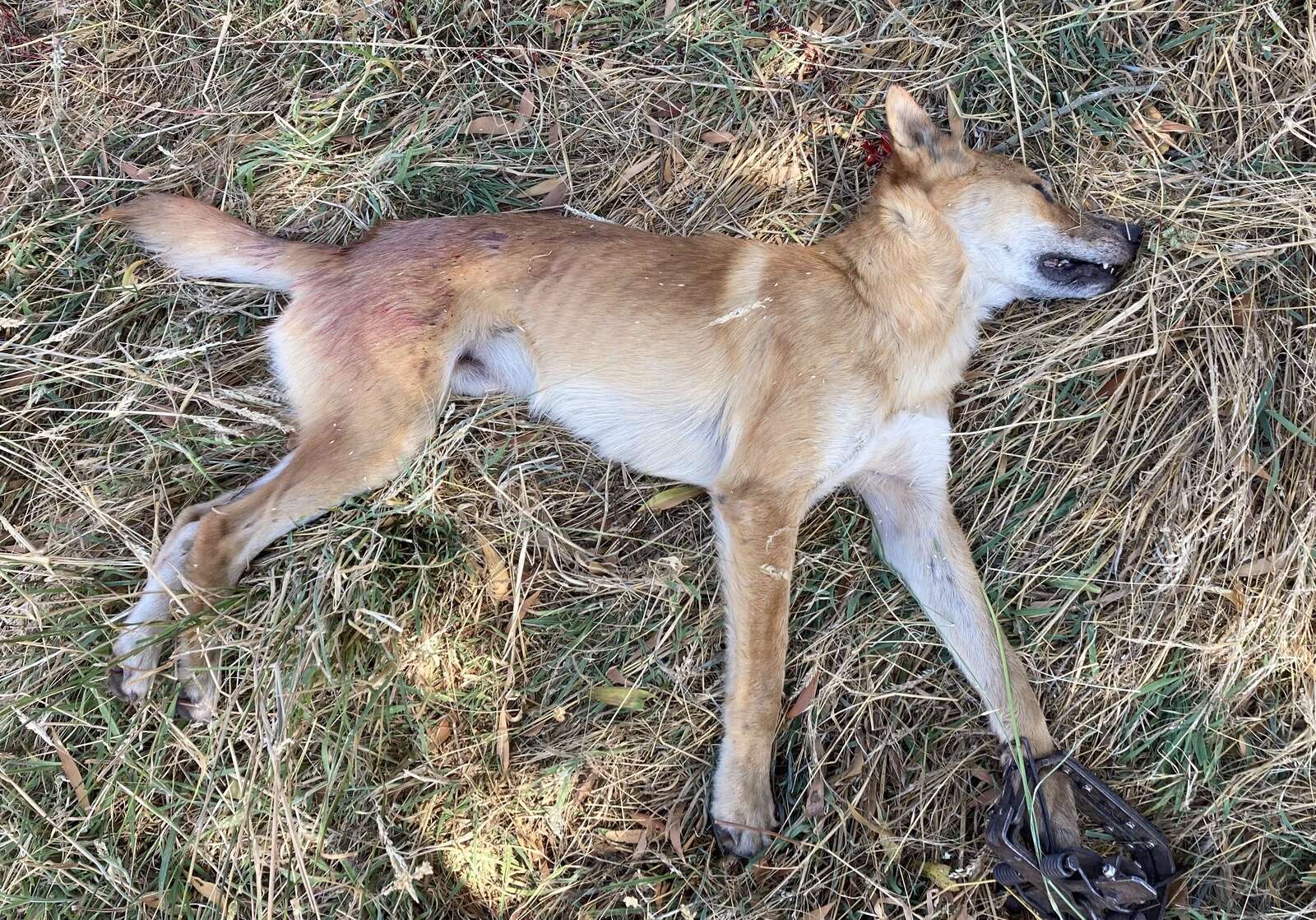 Wild dogs cost farmers thousands