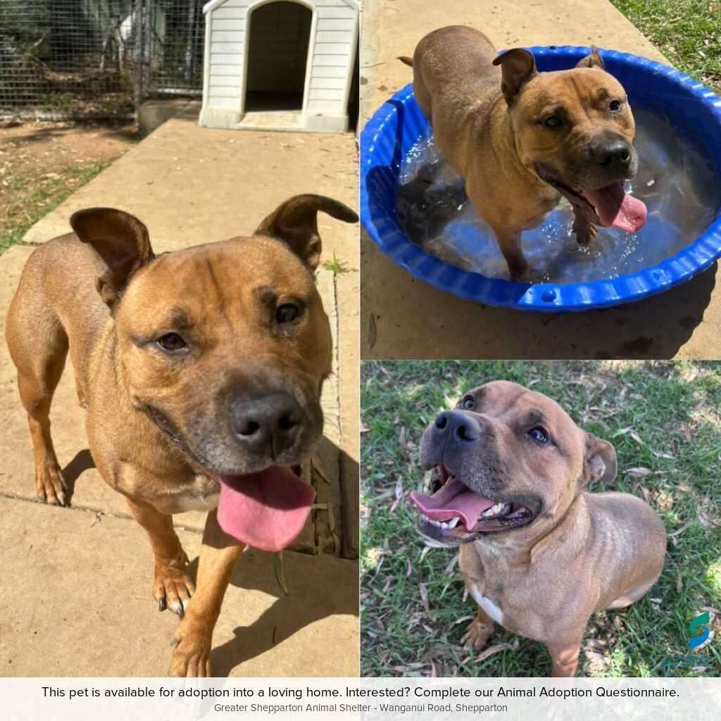 Pet of the week | Oscar