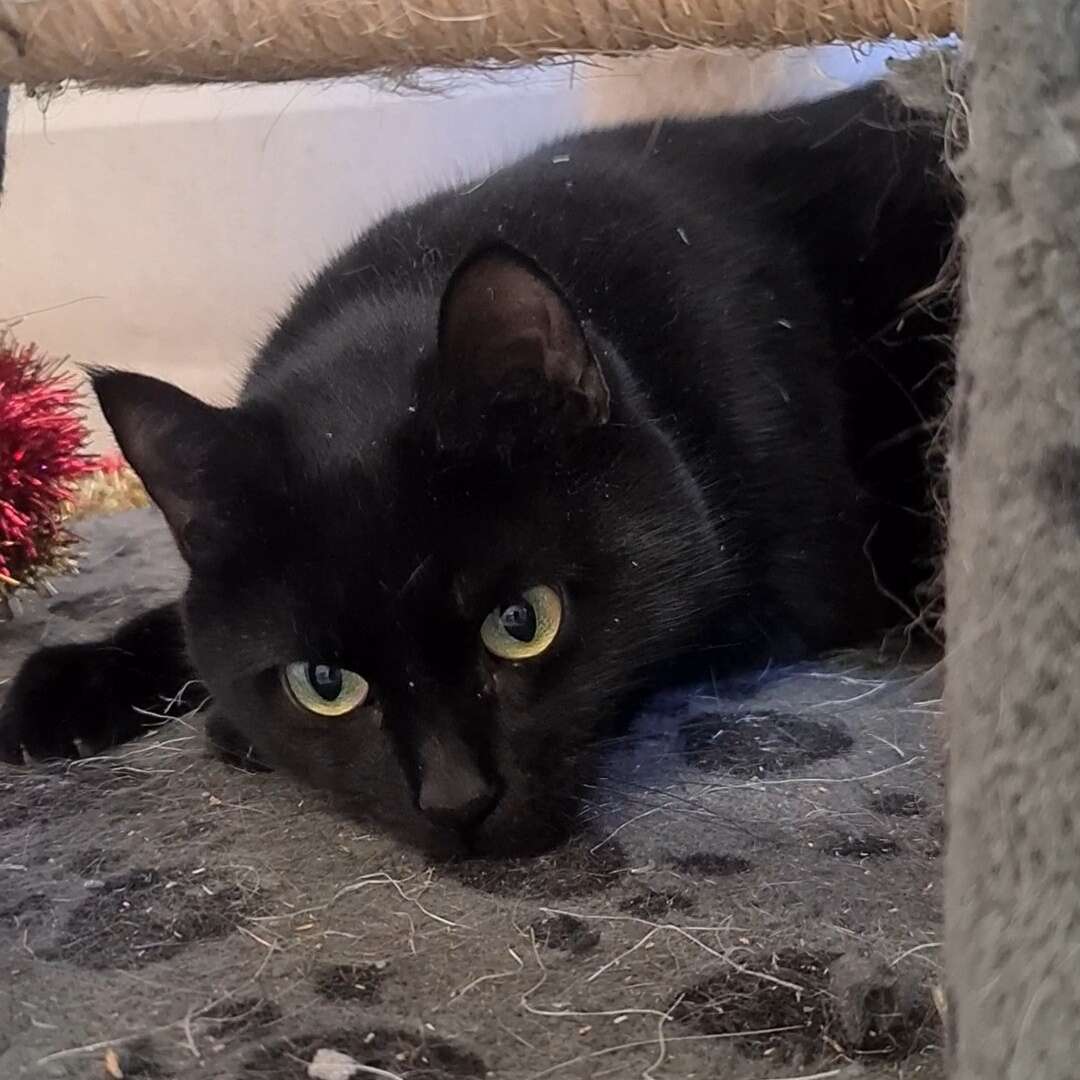 Pet of the Week: Meet marvellous mellow Muffy