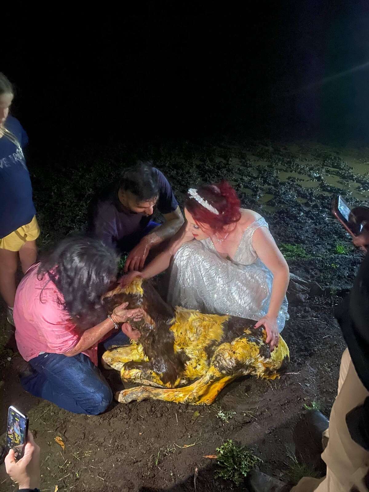 For the love of cows