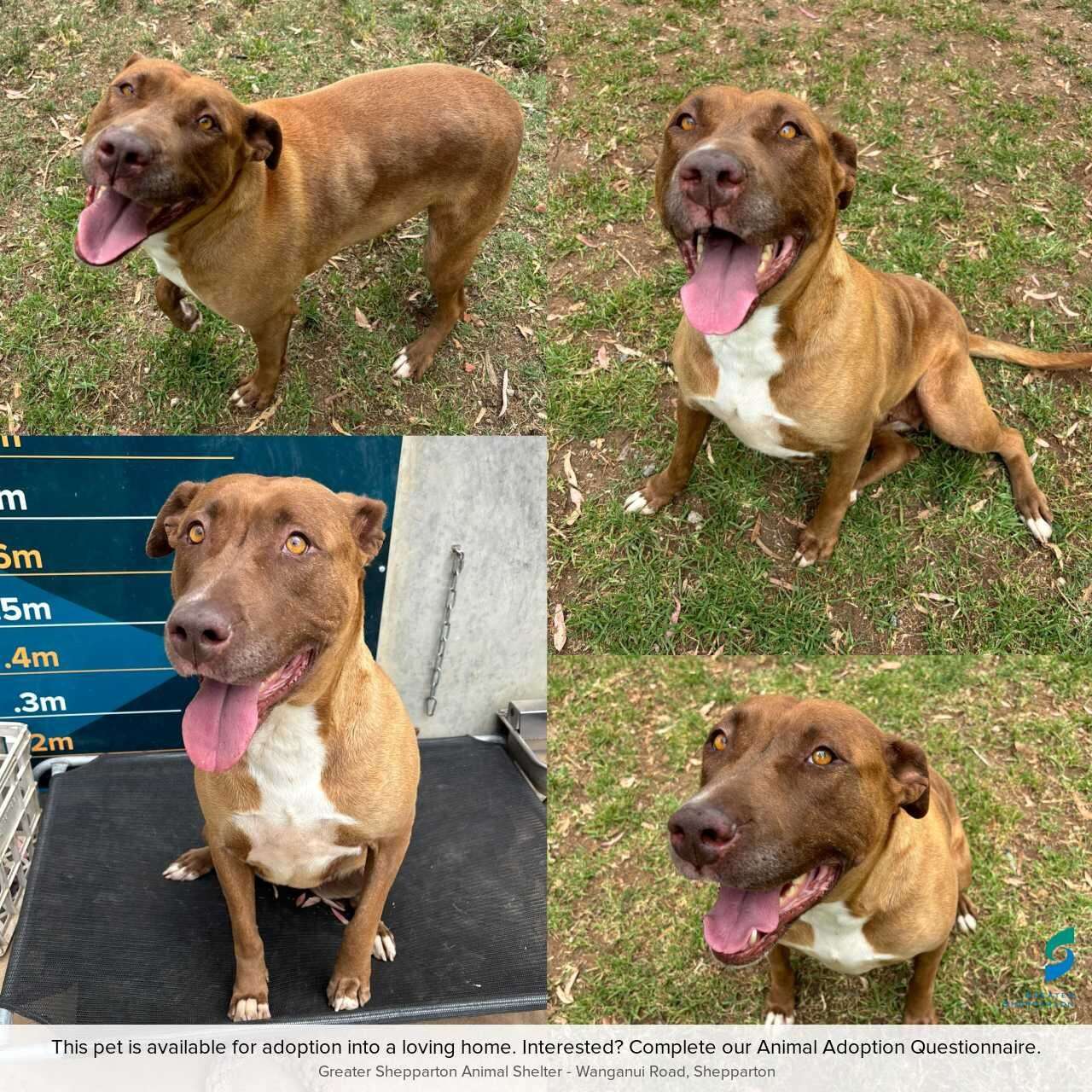Pet of the Week | A ‘Millie’ reasons to love her!