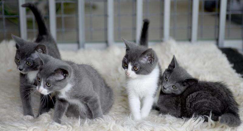 Is your pet’s registration up to date?