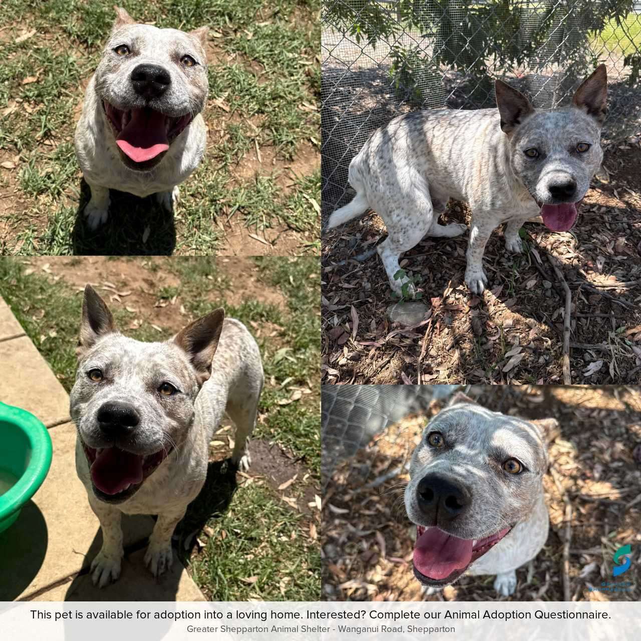 Pet of the Week | Meet Bruce