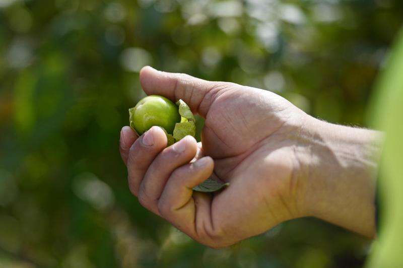 Palm worker deaths inquiry