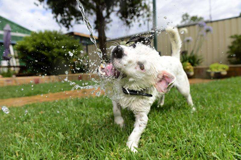 A guide to a safe summer for your pets