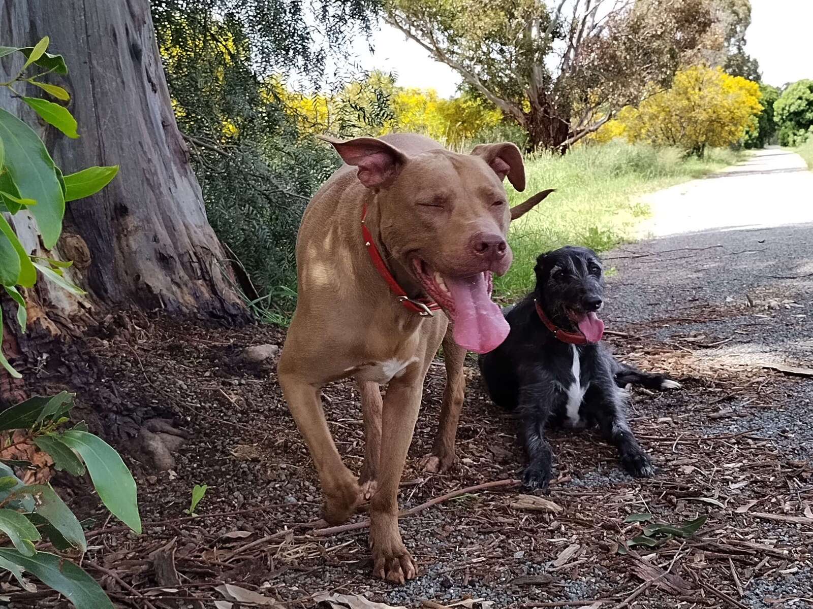 Make sure your pets are part of your bushfire survival plan
