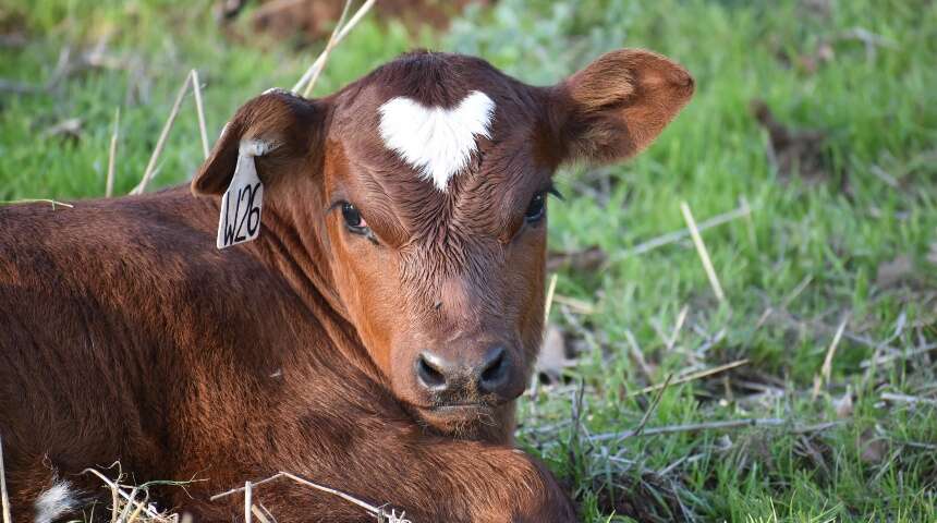 Research project tracks calves of resilient Nguni cattle