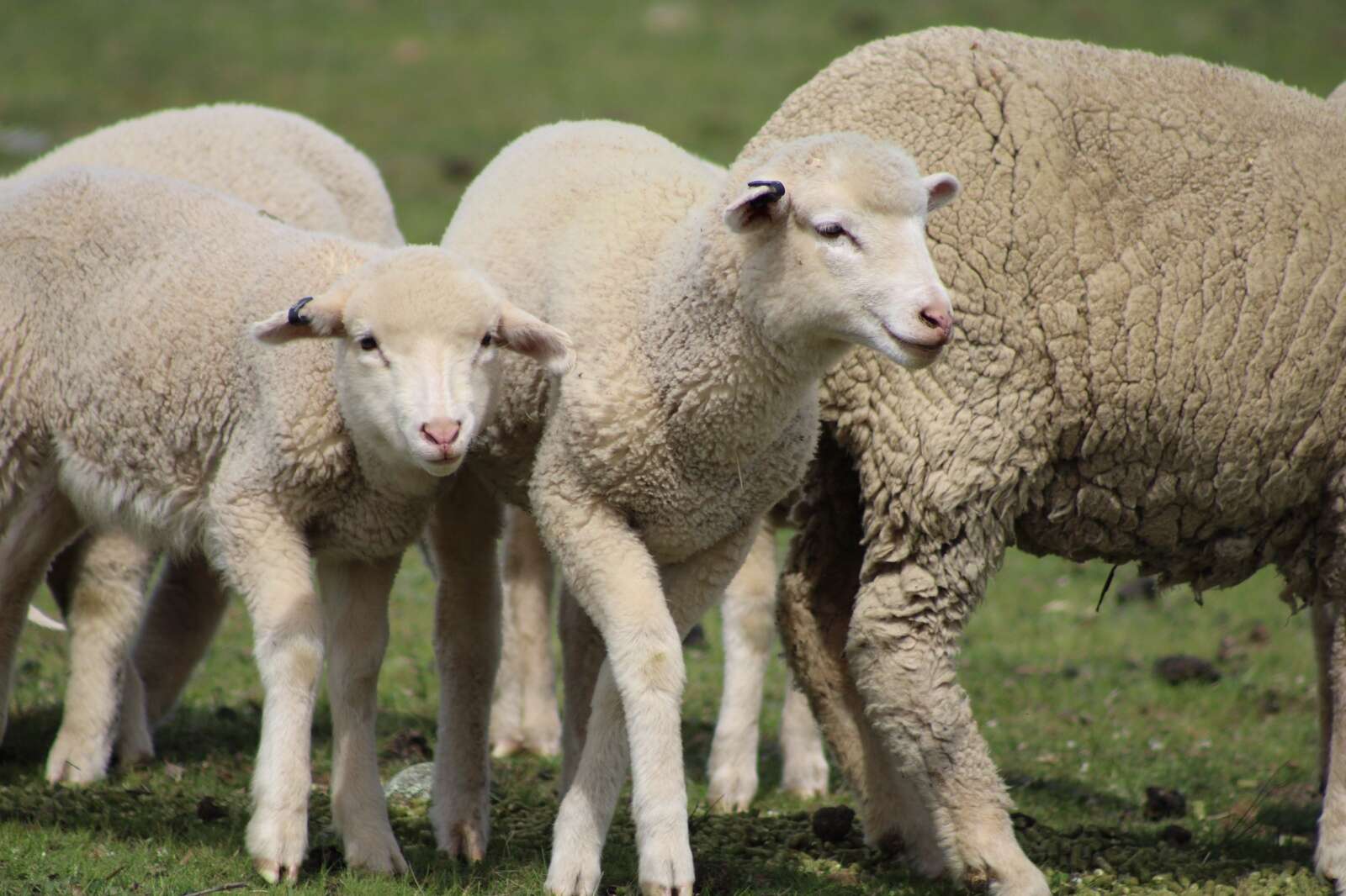 Confidence rising among farmers