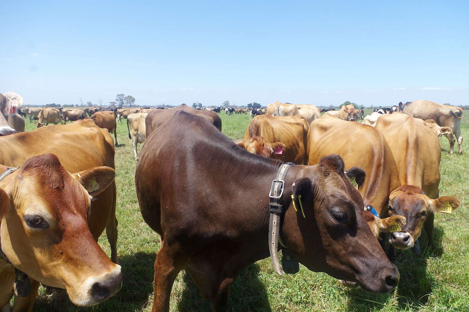 Macalister irrigation district