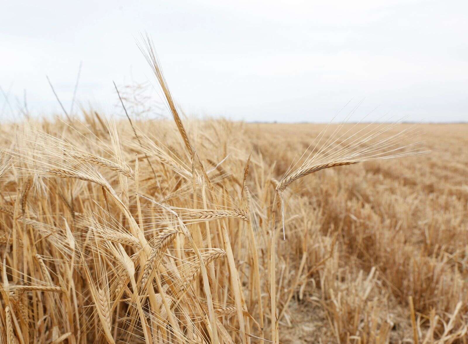 Barley disease warning - countrynews.com.au