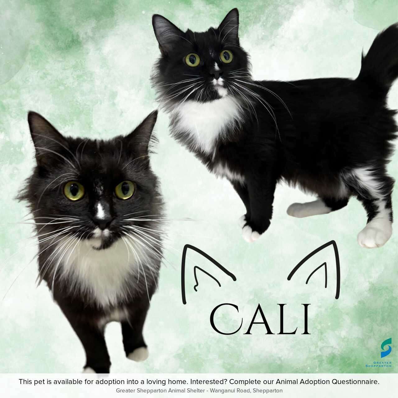Pet of the week | Cali